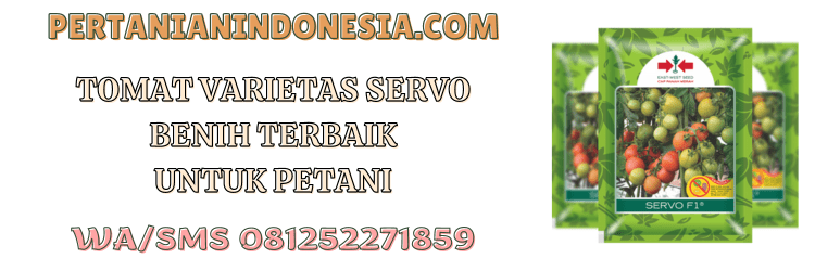 tomat,varietas,servo,f1,servo f1,ewindo,eastwestseed,pertanian indonesia